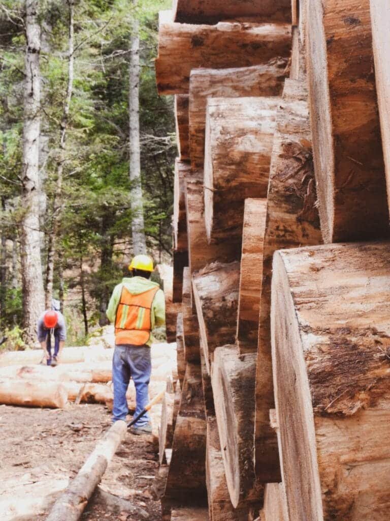 Firewood logging