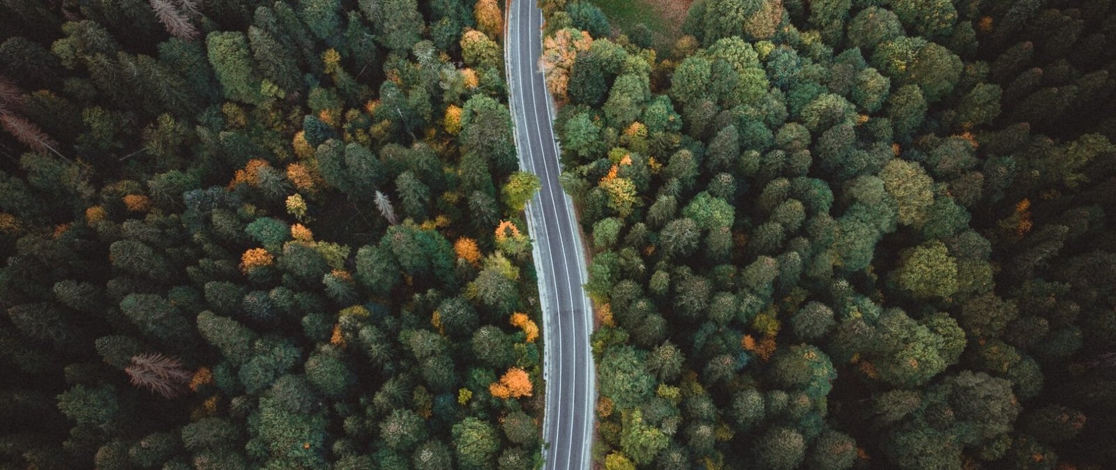 Woods and road