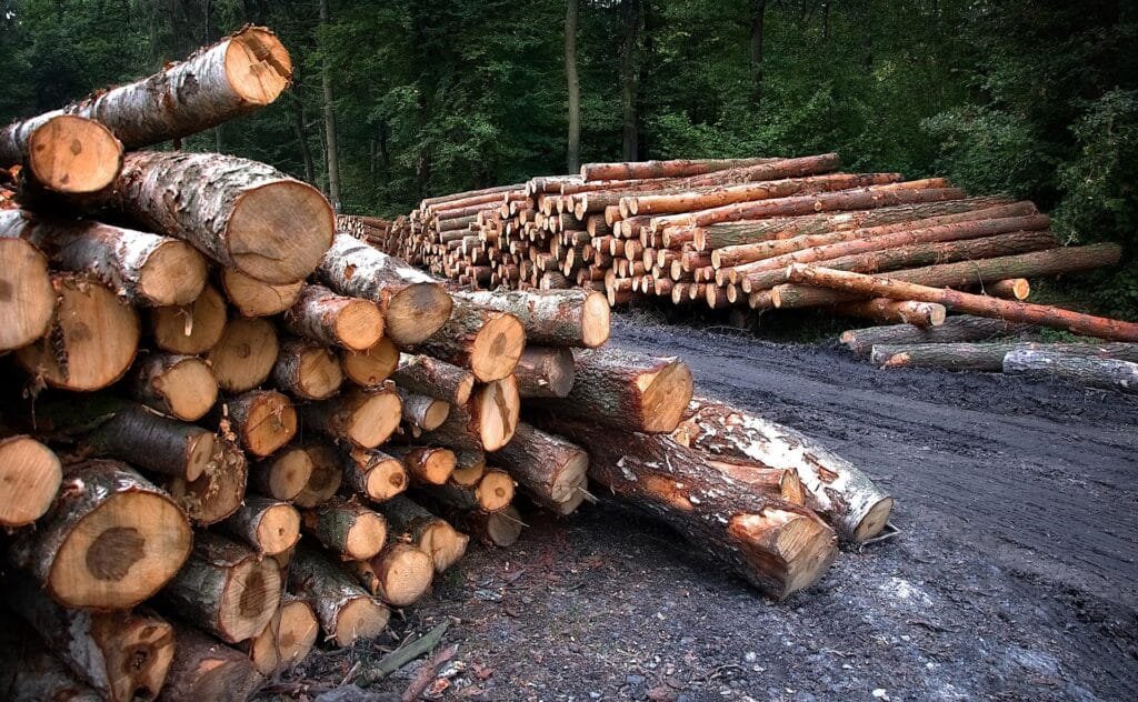 Unprocessed wood